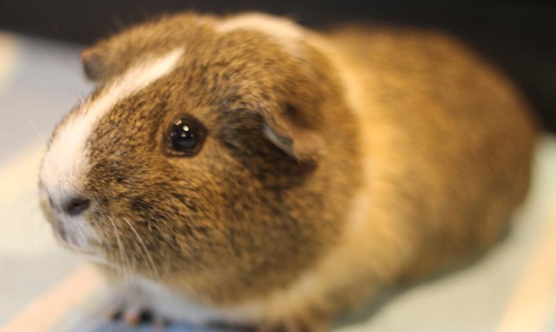 Enlarge Ryan and Chocolate, a ADOPTABLE Guinea Pig in Budd Lake, NJ image 5/6