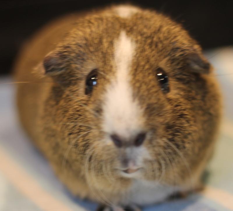 Enlarge Ryan and Chocolate, a ADOPTABLE Guinea Pig in Budd Lake, NJ image 4/6