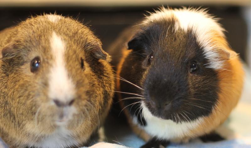 Ryan and Chocolate, ADOPTABLE, Adult Male Guinea Pig.