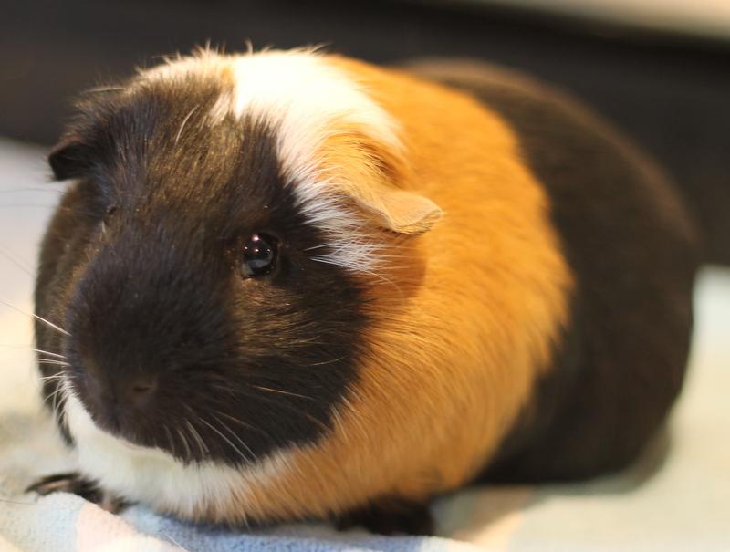 Enlarge Ryan and Chocolate, a ADOPTABLE Guinea Pig in Budd Lake, NJ image 3/6
