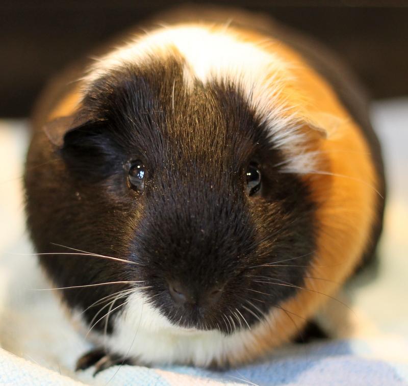 Enlarge Ryan and Chocolate, a ADOPTABLE Guinea Pig in Budd Lake, NJ image 2/6