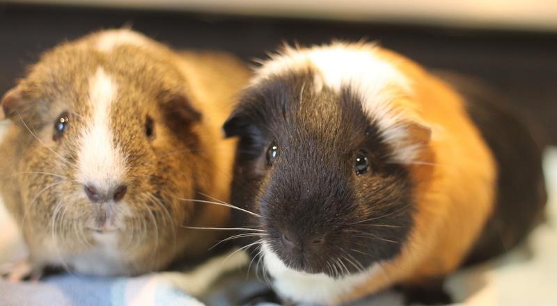 Enlarge Ryan and Chocolate, a ADOPTABLE Guinea Pig in Budd Lake, NJ image 6/6