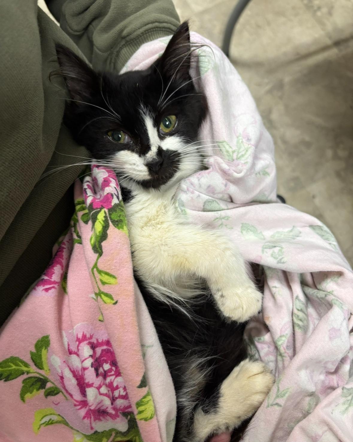 Enlarge Beatrix, an adopted Domestic Long Hair in Statesboro, GA image 2/4