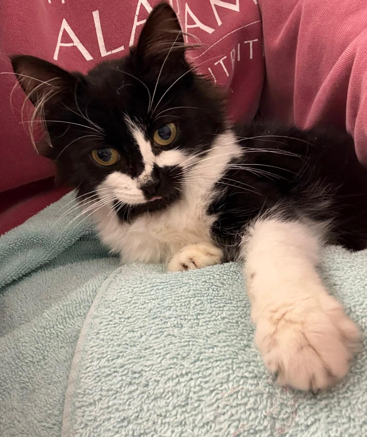 Enlarge Beatrix, an adopted Domestic Long Hair in Statesboro, GA image 4/4