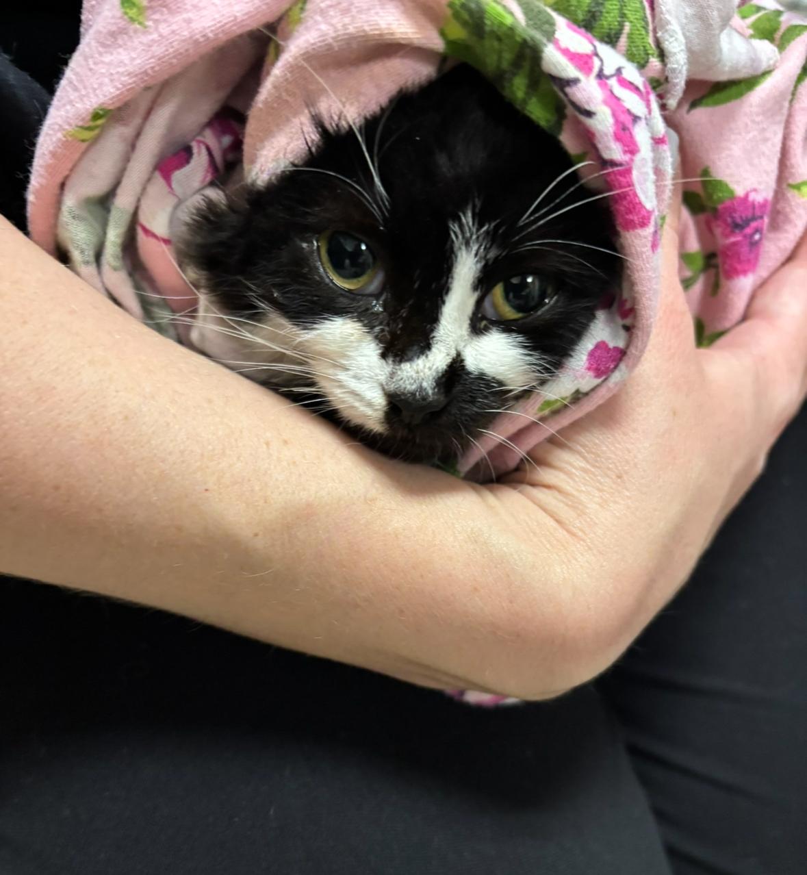 Enlarge Beatrix, an adopted Domestic Long Hair in Statesboro, GA image 3/4