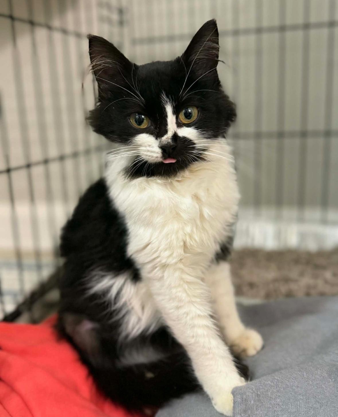 Beatrix, adopted, Kitten Female Domestic Long Hair.