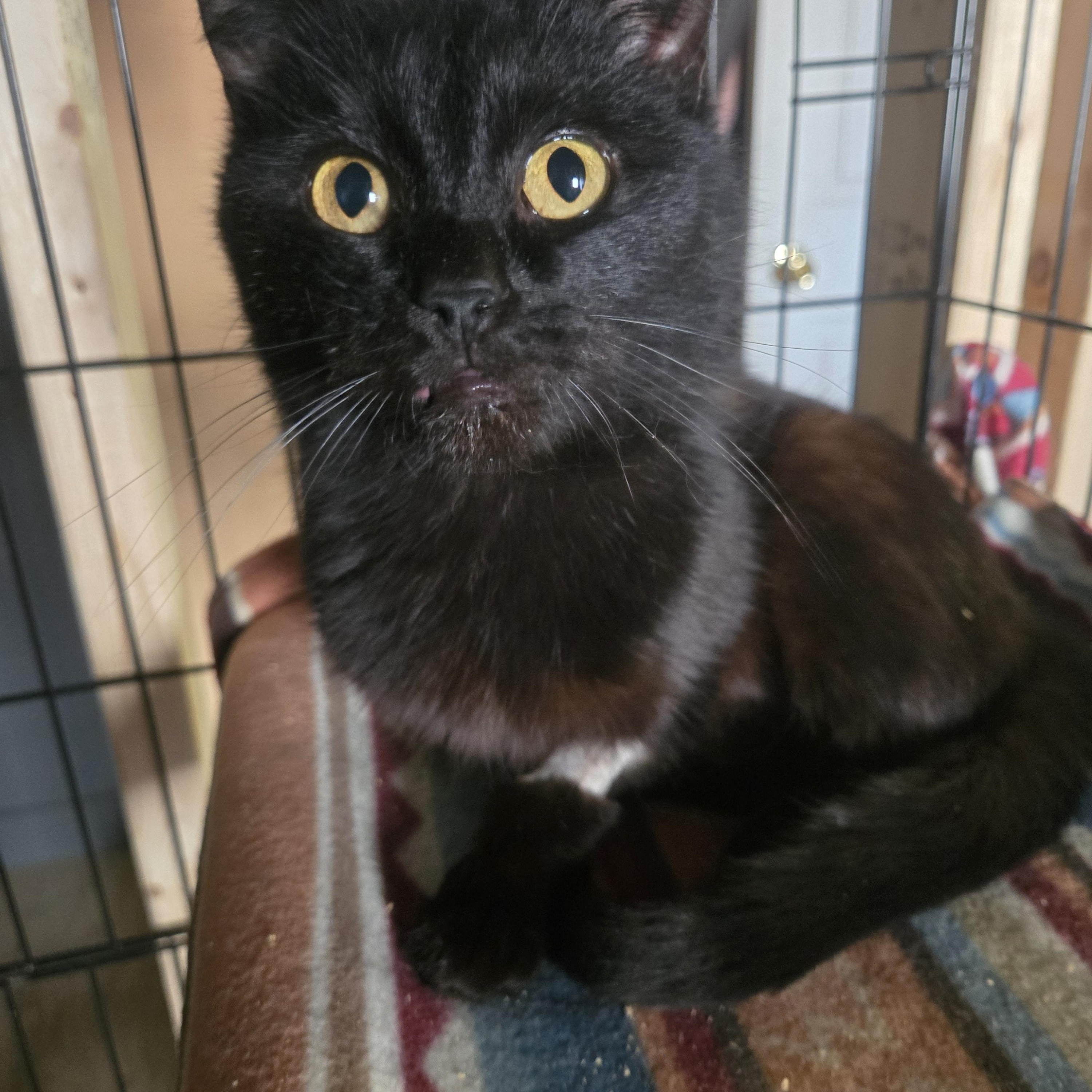Trixie, a ADOPTABLE Domestic Medium Hair in Reeseville, WI image 2/3