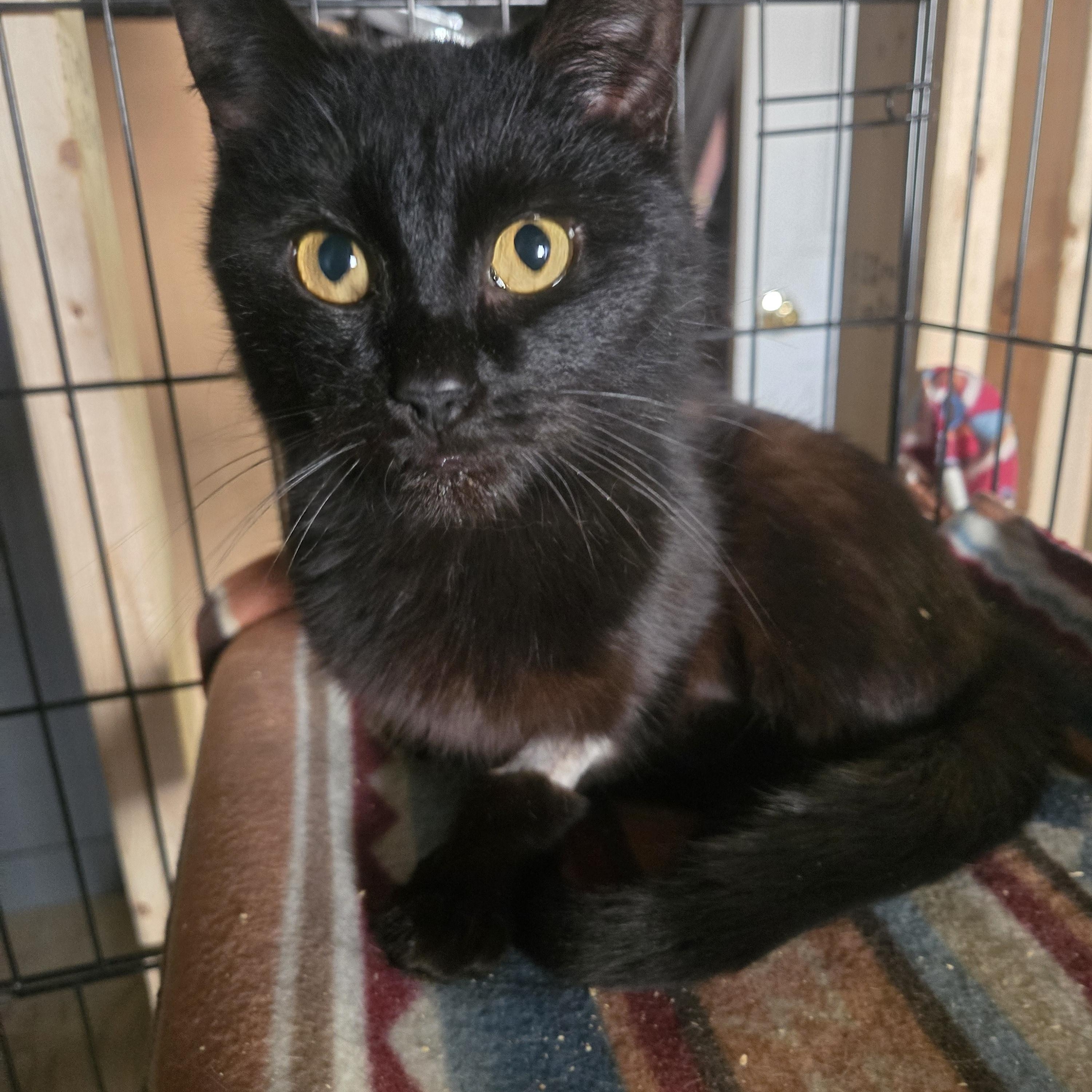 Trixie, ADOPTABLE, Young Female Domestic Medium Hair.
