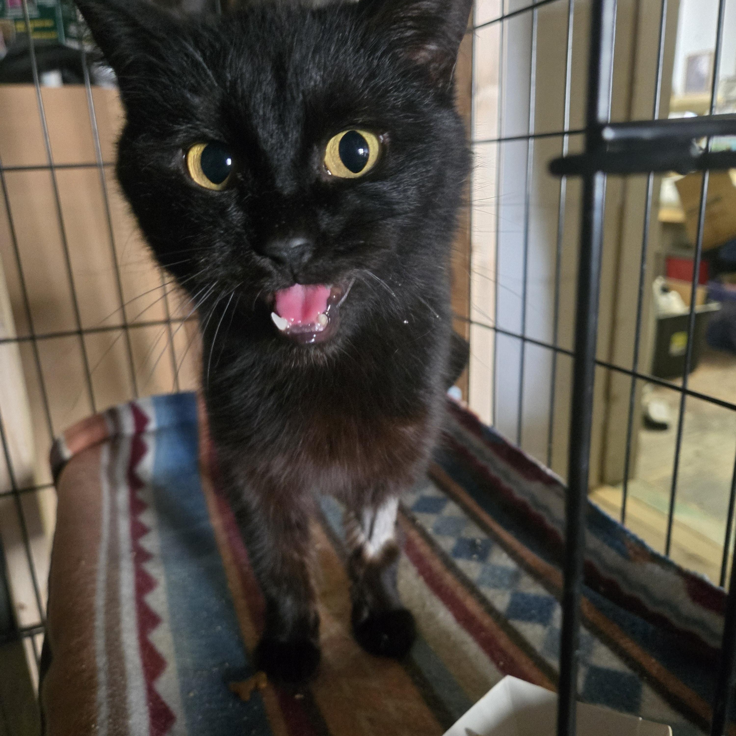 Trixie, a ADOPTABLE Domestic Medium Hair in Reeseville, WI image 3/3