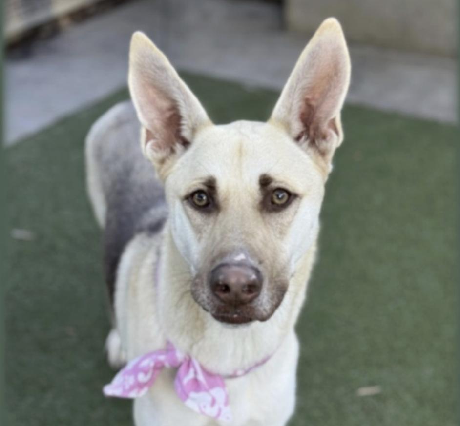 Enlarge Ellie, a ADOPTABLE mixed breed in Torrance, CA image 5/6