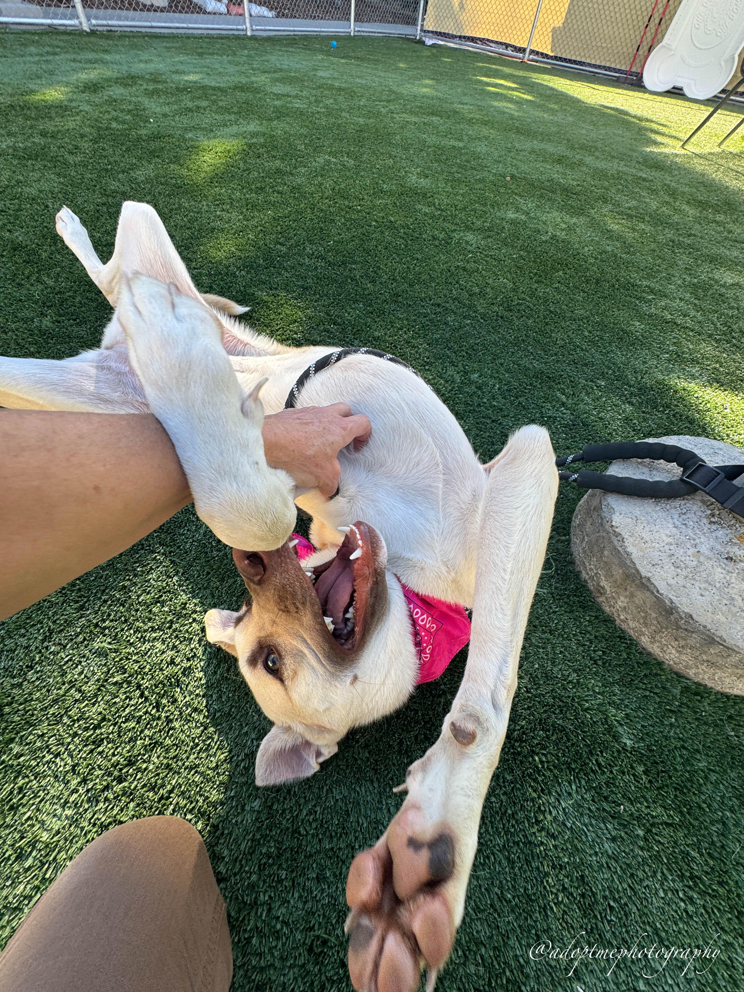 Enlarge Ellie, a ADOPTABLE mixed breed in Torrance, CA image 4/6