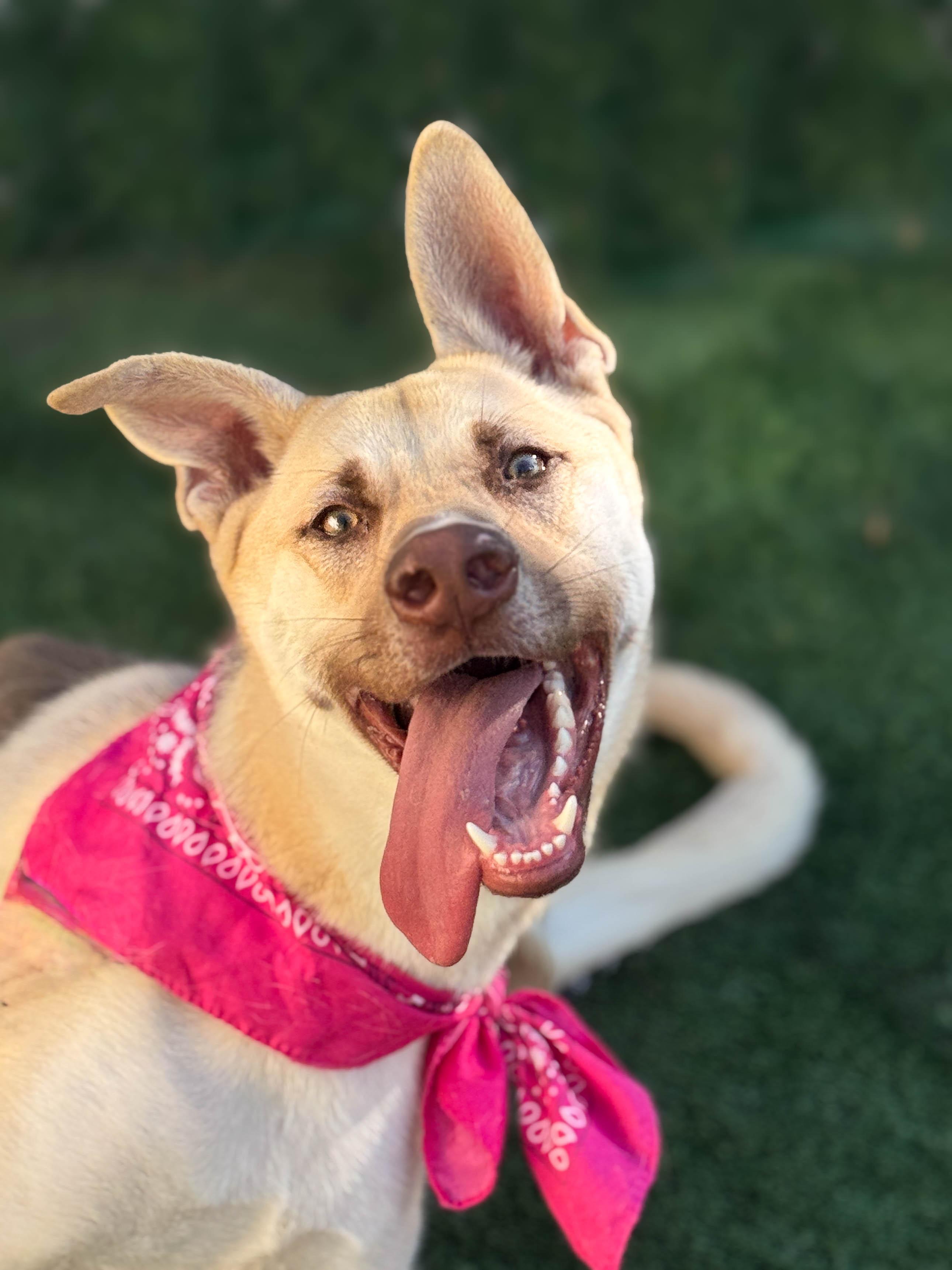 Enlarge Ellie, a ADOPTABLE mixed breed in Torrance, CA image 2/6