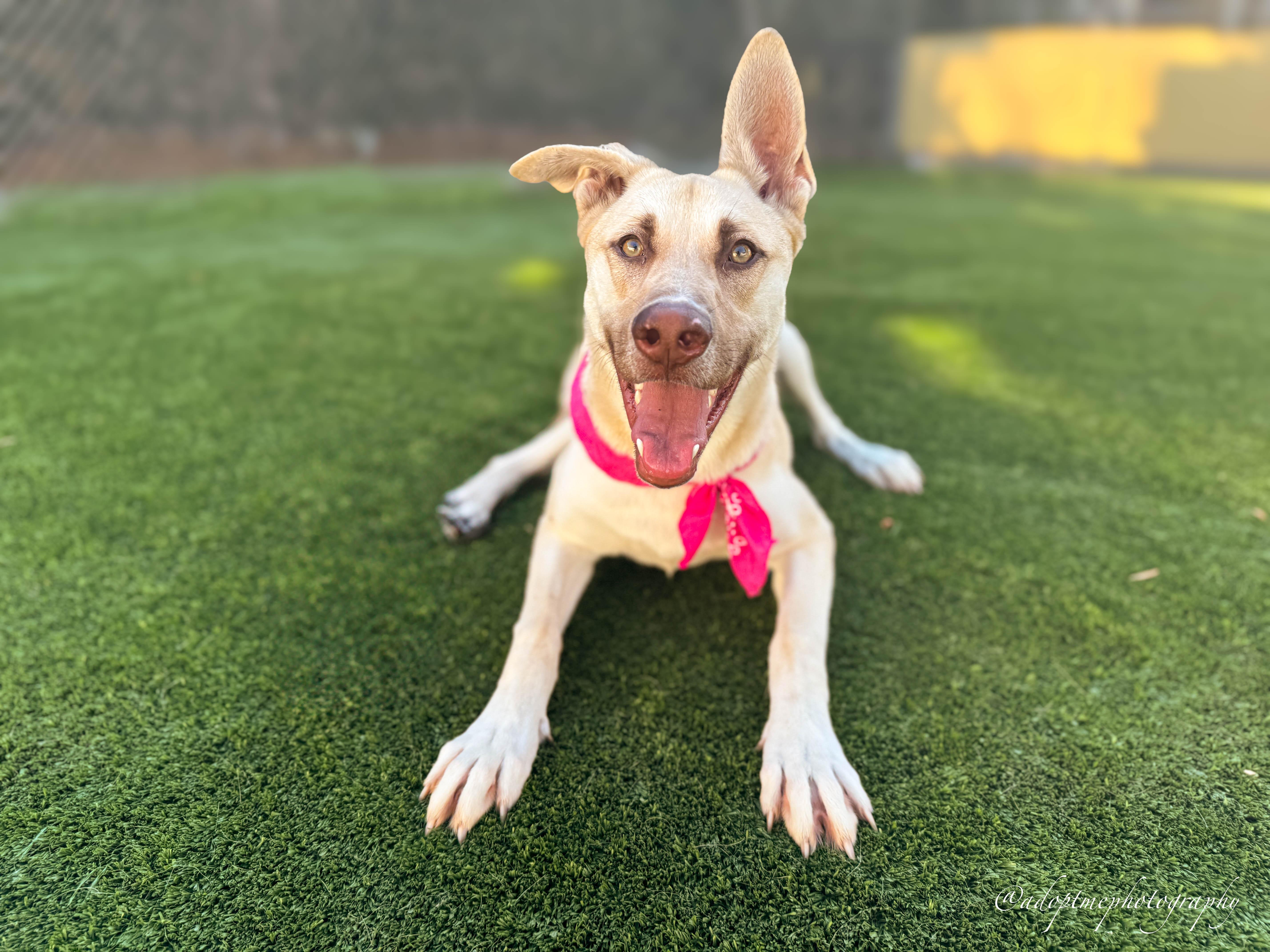 Enlarge Ellie, a ADOPTABLE mixed breed in Torrance, CA image 3/6