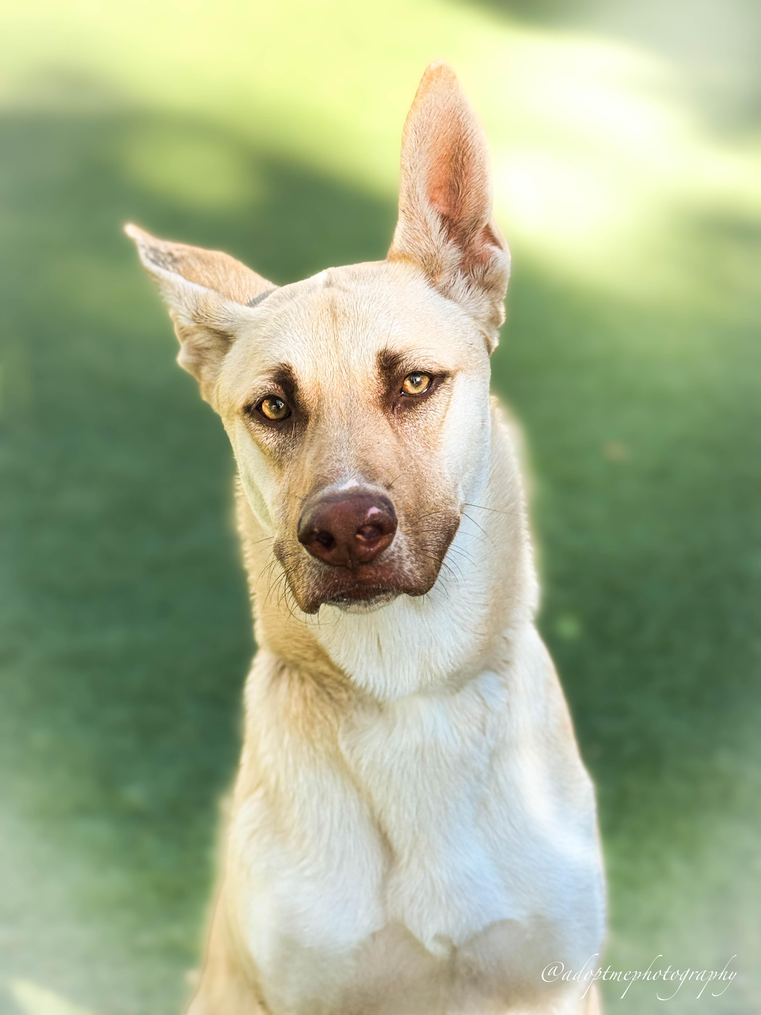 Enlarge Ellie, a ADOPTABLE mixed breed in Torrance, CA image 1/6