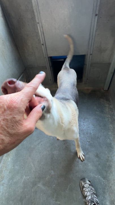 Enlarge Ellie, a ADOPTABLE mixed breed in Torrance, CA video 6/6