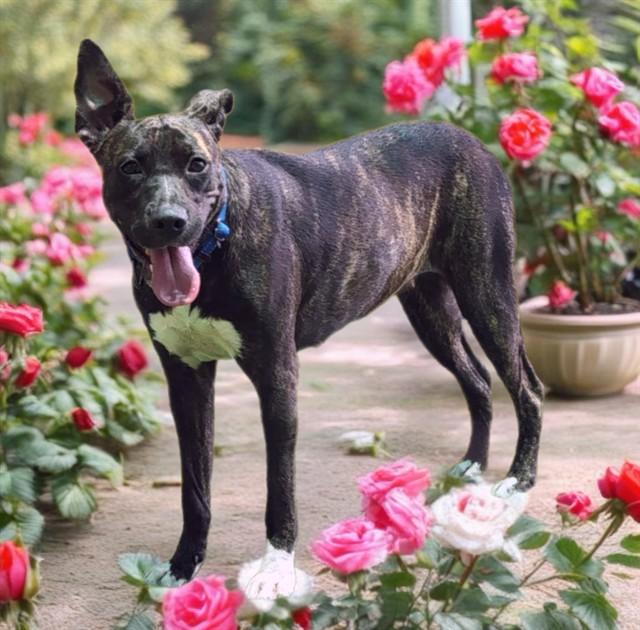 MOLLY, Adoptable, Adult Female Pit Bull Terrier & Plott Hound.