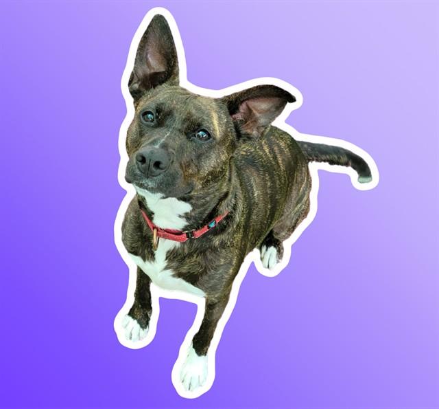 MOLLY, Adoptable, Adult Female Plott Hound & Mixed Breed.