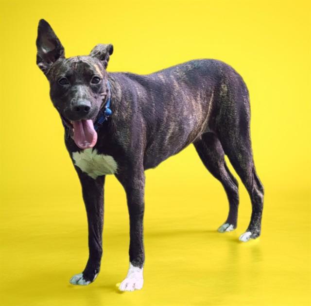 MOLLY, Adoptable, Adult Female Pit Bull Terrier & Plott Hound.
