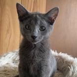Beethoven (bonded with Figaro), Adopted, Kitten Male Domestic Short Hair.