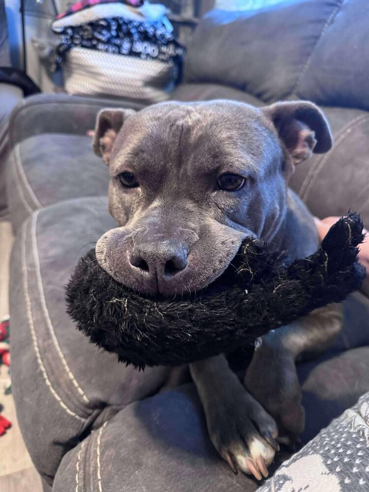 Rosie, Adoptable, Adult Female Pit Bull Terrier.