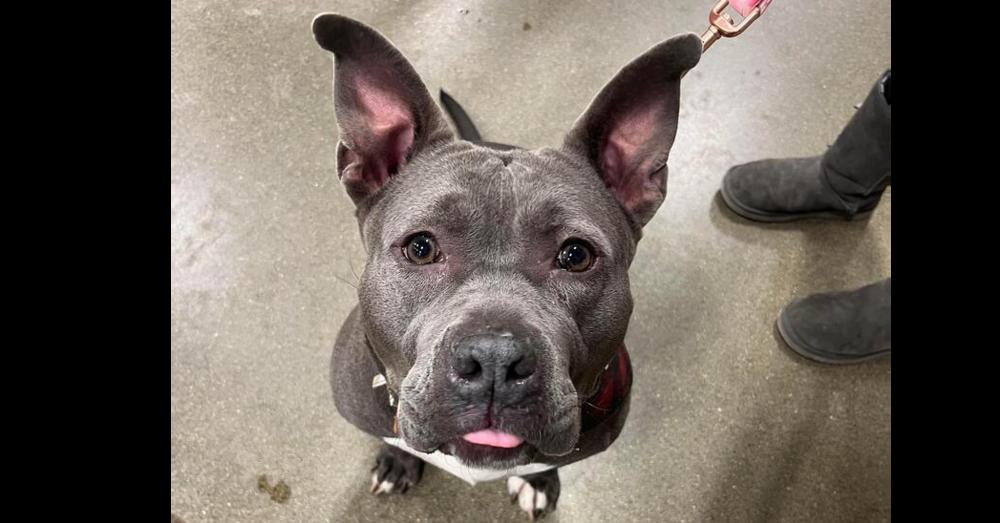 Enlarge Rosie, a Adoptable mixed breed in Indianapolis, IN image 2/3