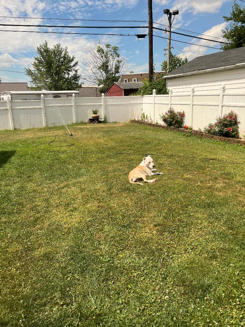 Luna, Adoptable, Adult Female Pit Bull Terrier.