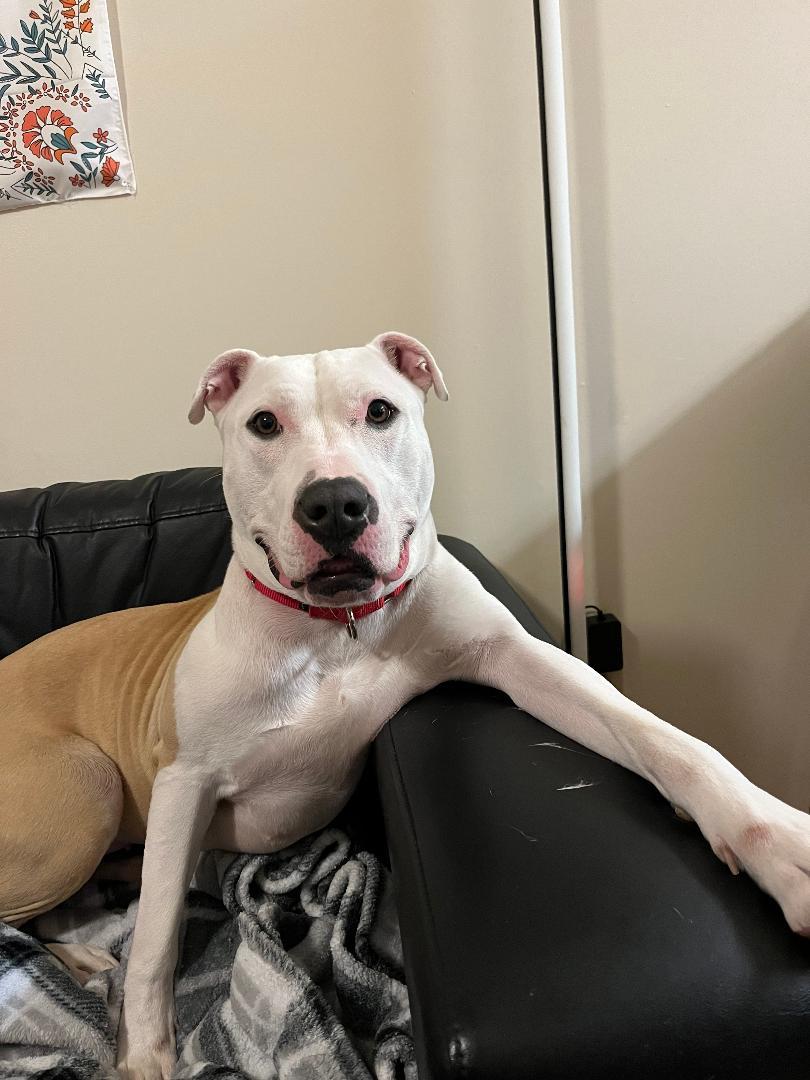 Enlarge Luna, a Adoptable Pit Bull Terrier in Medford, NJ image 2/5