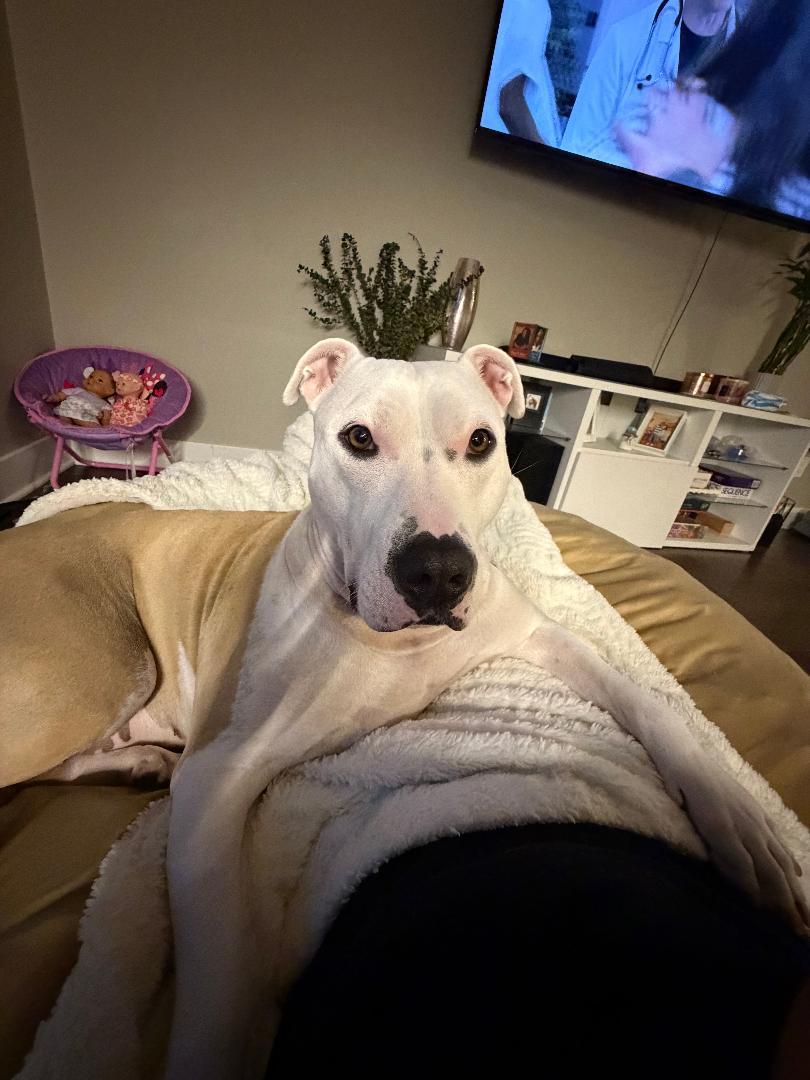 Enlarge Luna, a Adoptable Pit Bull Terrier in Medford, NJ image 3/5