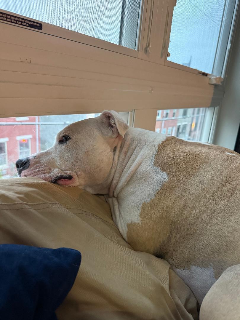 Enlarge Luna, a Adoptable Pit Bull Terrier in Medford, NJ image 4/5