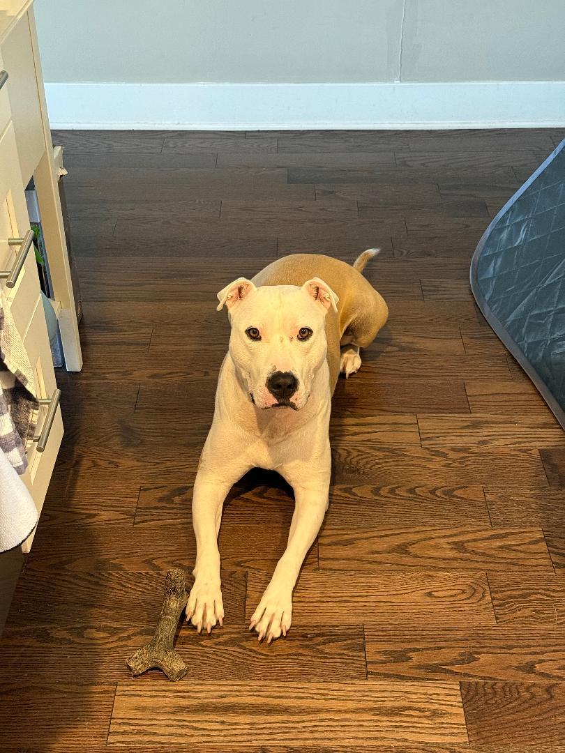 Enlarge Luna, a Adoptable Pit Bull Terrier in Medford, NJ image 5/5