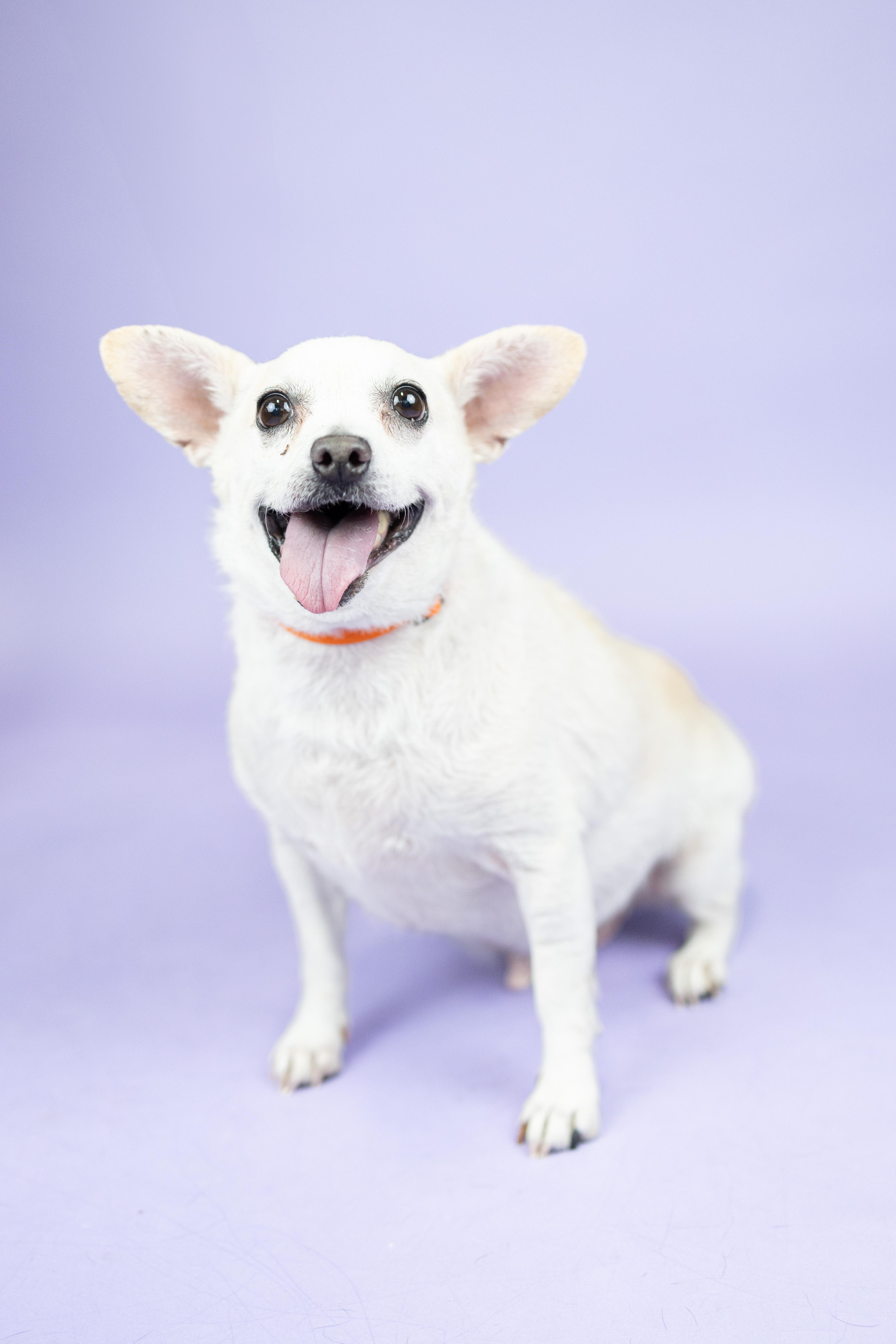Peque, an adoptable Chihuahua in Portland, OR, 97239 | Photo Image 1
