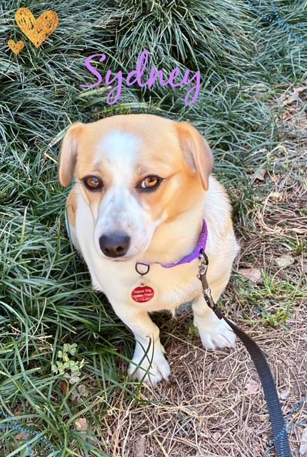 Sydney, ADOPTABLE, Young Female Corgi.