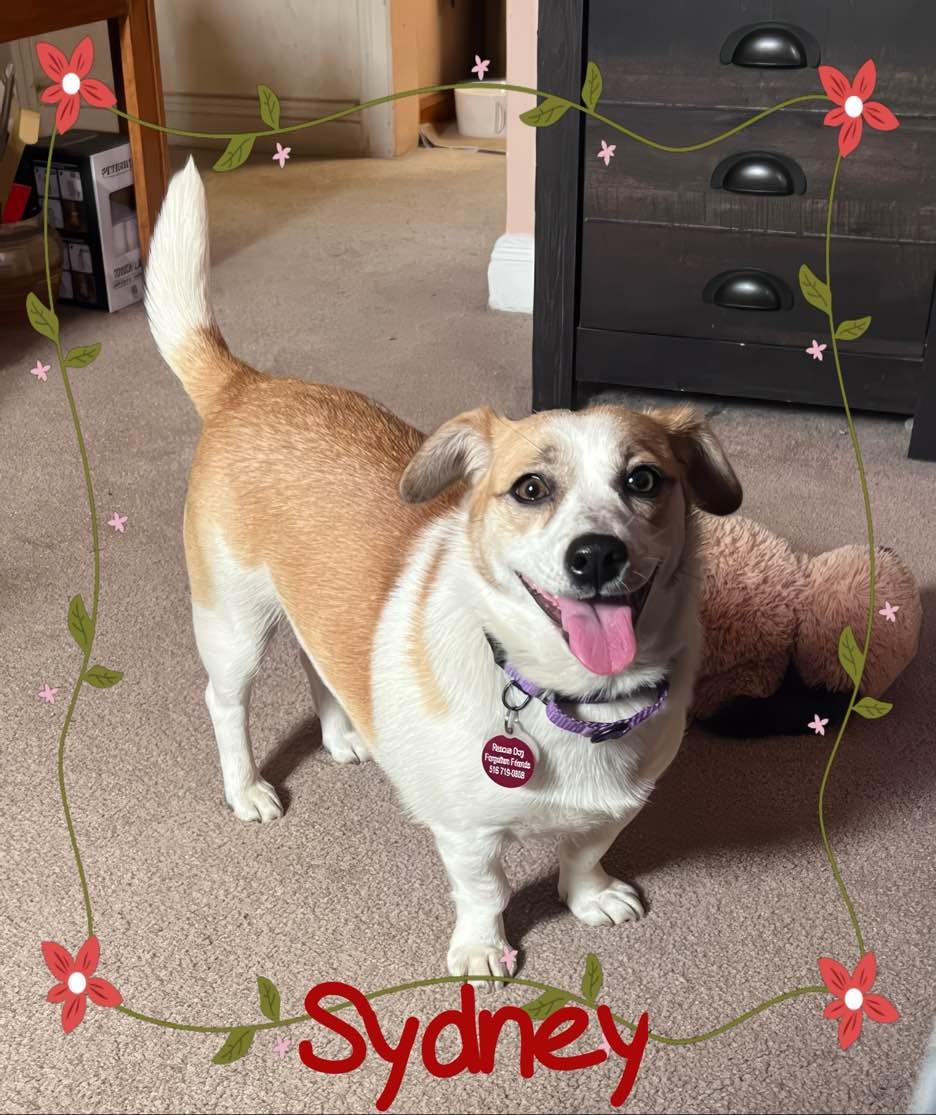 Sydney, adopted, Young Female Corgi.