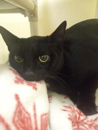 Enlarge Armchair, a Adoptable mixed breed in Everett, WA image 1/1
