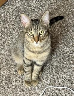 Enlarge Chipotle 'Chip', a Adoptable Domestic Short Hair in Noble, OK image 1/2