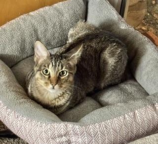 Enlarge Chipotle 'Chip', a Adoptable Domestic Short Hair in Noble, OK image 2/2