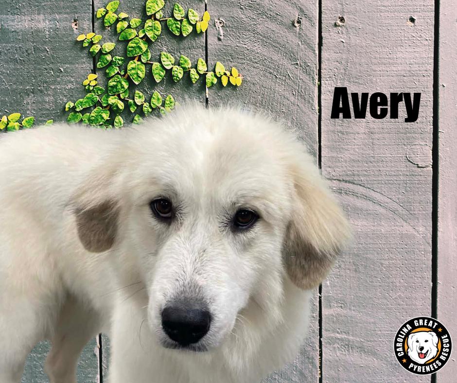 Enlarge Avery, a ADOPTABLE Great Pyrenees in Marshville, NC image 2/2