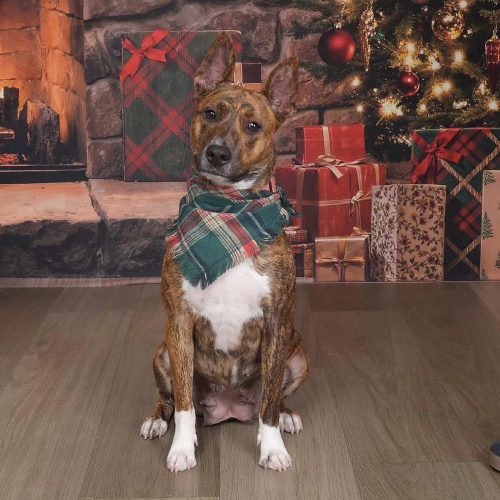 Glinda, Adoptable, Adult Female Terrier.