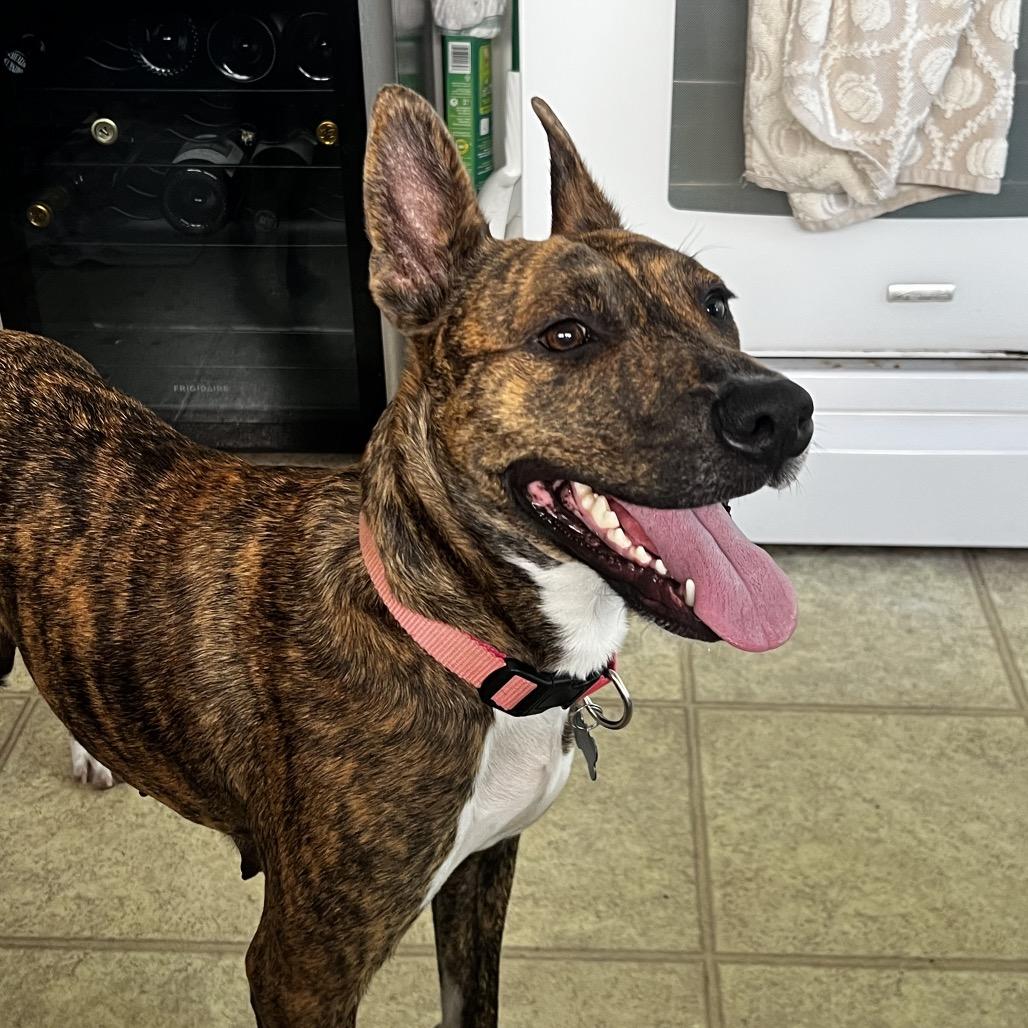 Enlarge Glinda, a Adoptable Terrier in Escondido, CA image 2/5