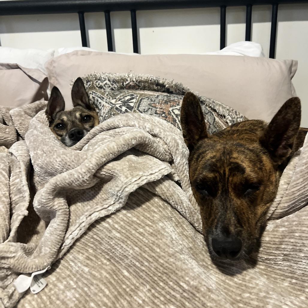 Enlarge Glinda, a Adoptable Terrier in Escondido, CA image 5/5