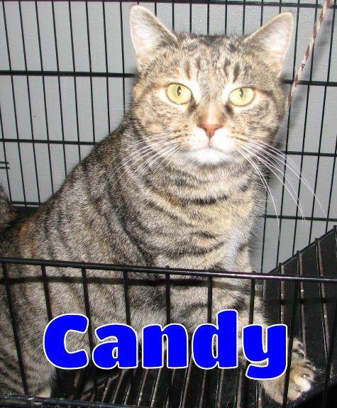 Enlarge Candy, an adopted Tabby in Lawrenceburg, KY image 2/6