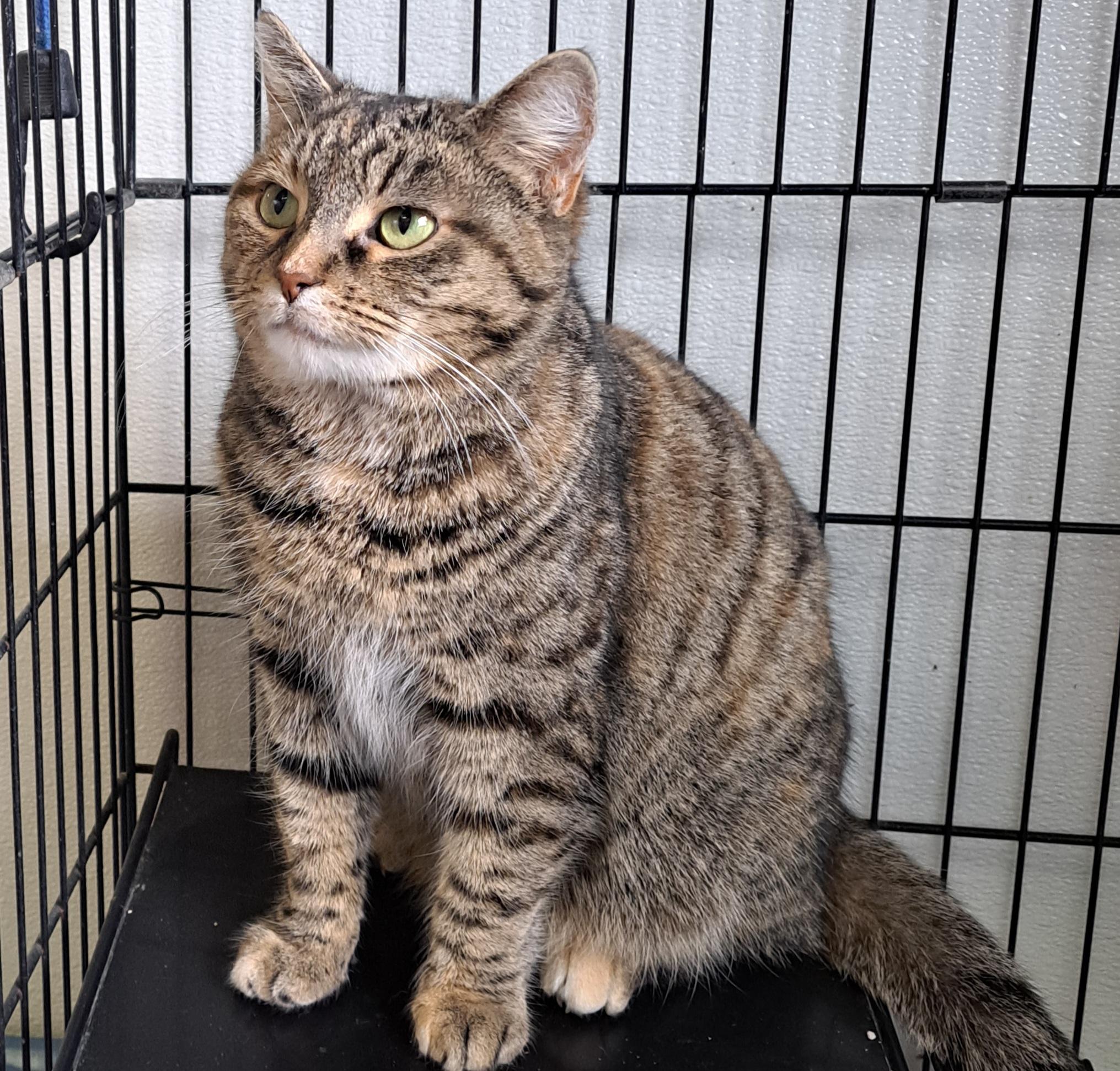 Enlarge Candy, an adopted Tabby in Lawrenceburg, KY image 4/6