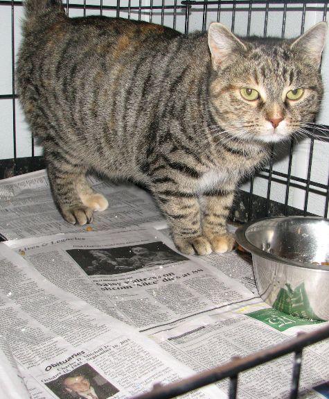 Enlarge Candy, an adopted Tabby in Lawrenceburg, KY image 5/6
