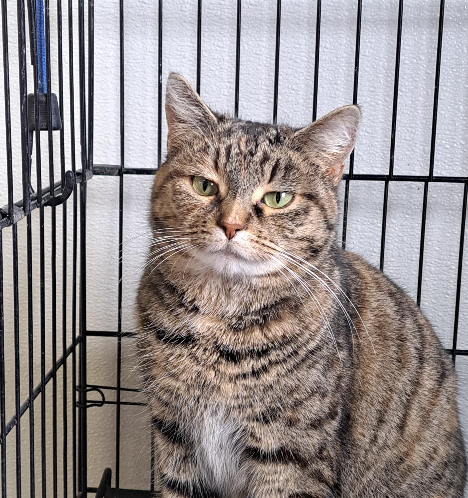 Candy Cane, ADOPTABLE, Adult Female Tabby.