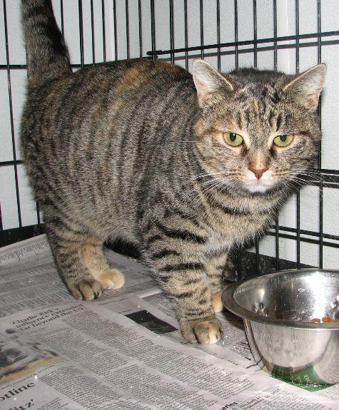 Enlarge Candy, an adopted Tabby in Lawrenceburg, KY image 3/6