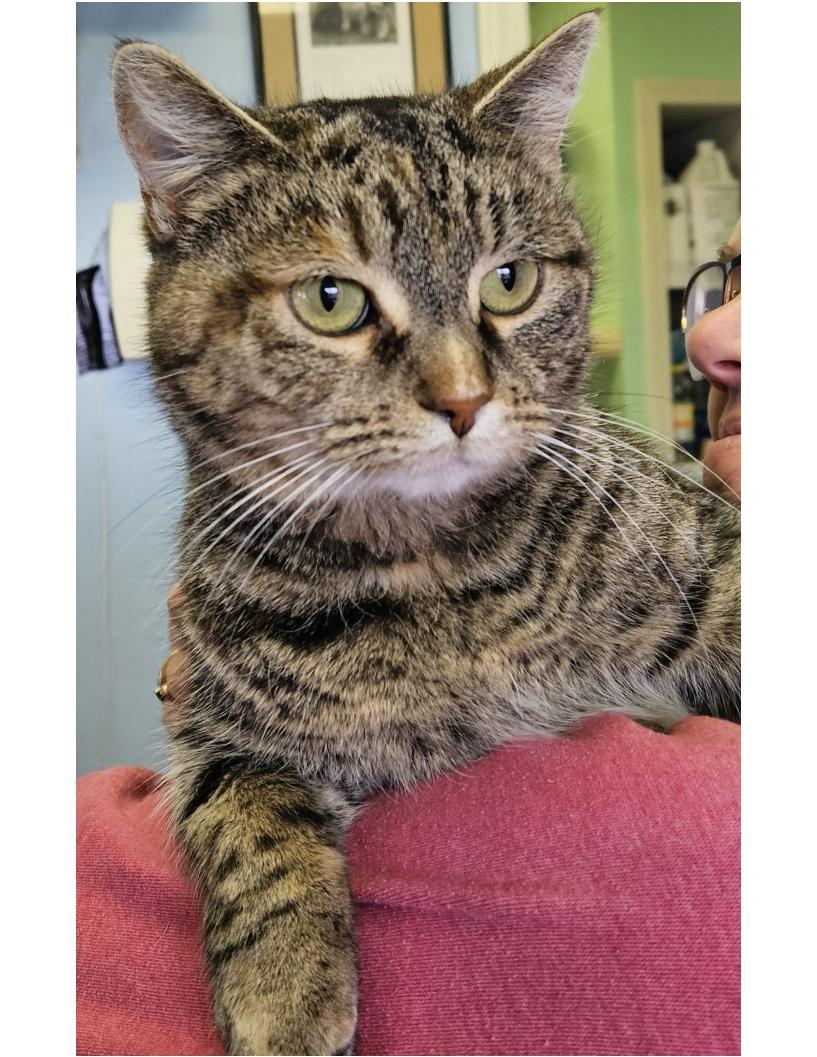 Enlarge Candy Cane, a ADOPTABLE American Shorthair in Lawrenceburg, KY image 1/1