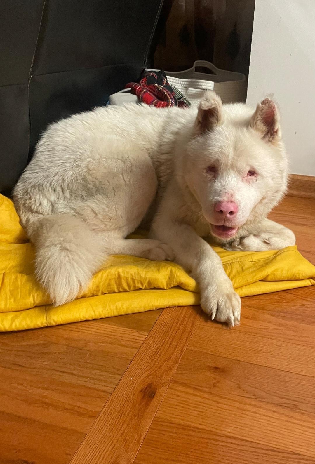 Falkor, Adoptable, Adult Male Akita & Siberian Husky.