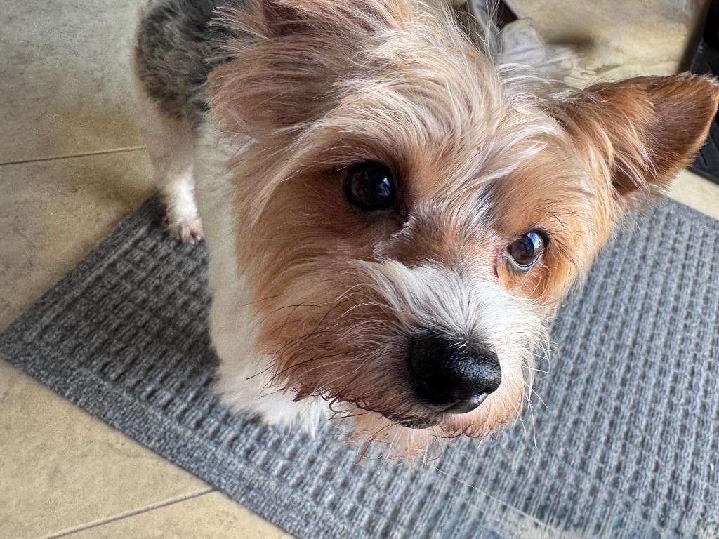 Enlarge Ravioli, a Adoptable mixed breed in West Bloomfield, MI image 1/4