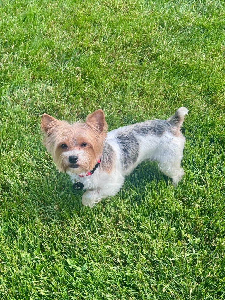 Enlarge Ravioli, a Adoptable mixed breed in West Bloomfield, MI image 4/4