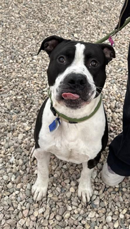 LOKI, Adoptable, Young Male Pit Bull Terrier & Mixed Breed.